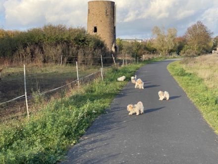 Anouk und Apollo suchen noch ein neues zu Hause. Sie