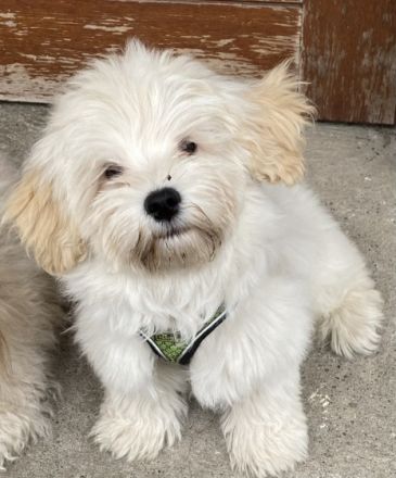 Anouk und Apollo suchen noch ein neues zu Hause. Sie