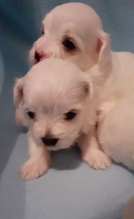 Hallo Unsere reinrassige Malteser Hundin Lexy , hat