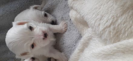 Hallo Unsere reinrassige Malteser Hundin Lexy , hat