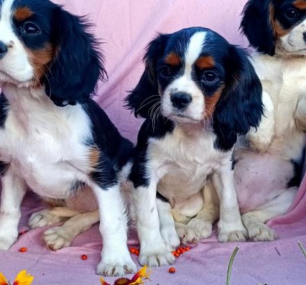 Unsere kleinen Cavalier Welpen sind am 30.06.2022 auf