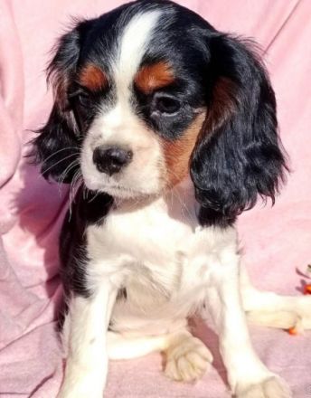 Unsere kleinen Cavalier Welpen sind am 30.06.2022 auf