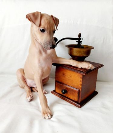 Nursery ‘Bertinum Manerium (Latvia) LKF/FCI is offering