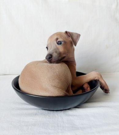 Nursery ‘Bertinum Manerium (Latvia) LKF/FCI is offering