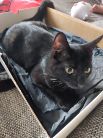 Katze " Nala " mit Zubehör, Mix