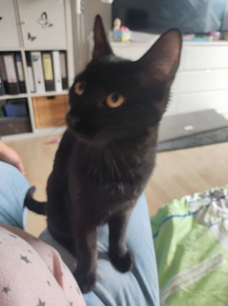 Katze " Nala " mit Zubehör, Mix