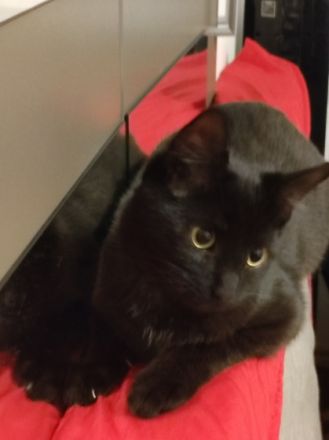 Katze " Nala " mit Zubehör, Mix