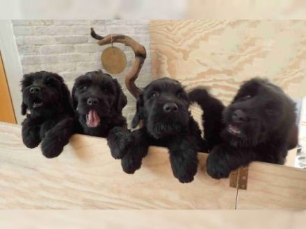 Bezaubernde Russischer Schwarzer Terrier Welpen aus