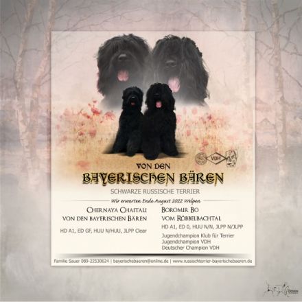 Bezaubernde Russischer Schwarzer Terrier Welpen aus