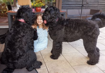 Bezaubernde Russischer Schwarzer Terrier Welpen aus