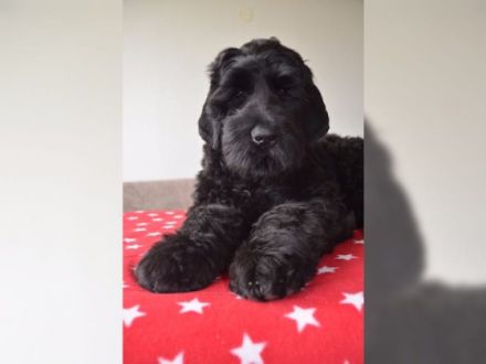 Bezaubernde Russischer Schwarzer Terrier Welpen aus