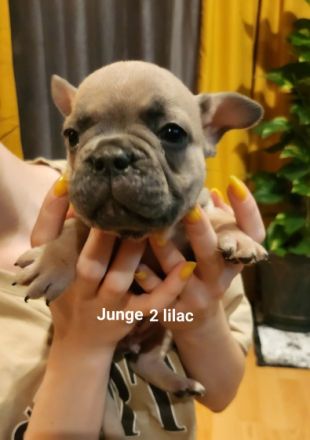 Hallo Bulli Liebhaber, Unsere 2 Jährige Bonnie hat am