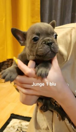 Hallo Bulli Liebhaber, Unsere 2 Jährige Bonnie hat am