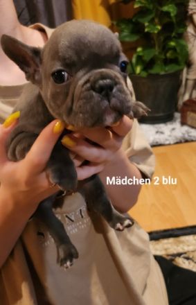 Hallo Bulli Liebhaber, Unsere 2 Jährige Bonnie hat am