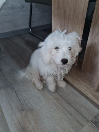 Toni ist wirklich ein Wunsch von einem Hund, er muss