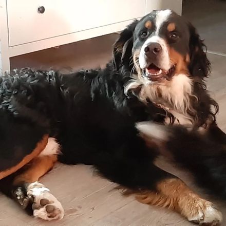 Unsere welpen sind da Unsere Welpen wachsen liebevoll