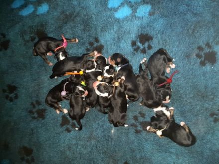 Unsere welpen sind da Unsere Welpen wachsen liebevoll