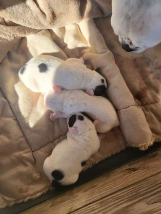 Unsere Mila hat 7 gesunde Welpen zu Welt gebracht. Dies