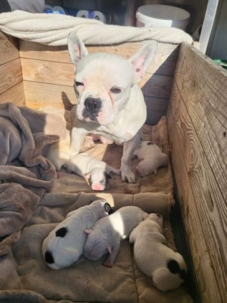 Unsere Mila hat 7 gesunde Welpen zu Welt gebracht. Dies