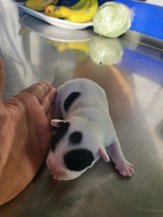 Unsere Mila hat 7 gesunde Welpen zu Welt gebracht. Dies