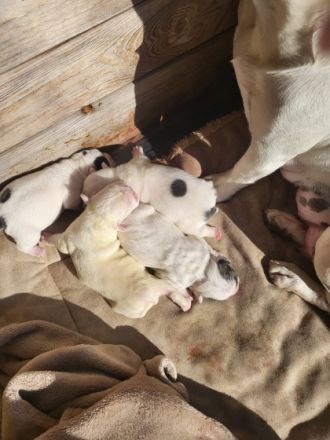 Unsere Mila hat 7 gesunde Welpen zu Welt gebracht. Dies