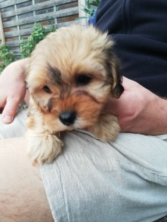 Unsere Bolonkas sind bei Abgabe mehrfach entwurmt und