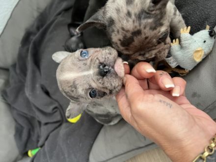 Unsere Welpen sind da und ab 13. Oktober zum Auszug