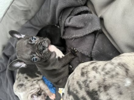 Unsere Welpen sind da und ab 13. Oktober zum Auszug