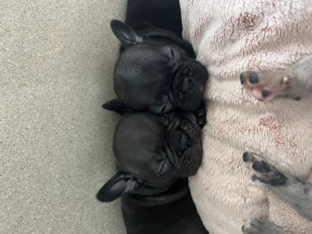 Unsere Welpen sind da und ab 13. Oktober zum Auszug