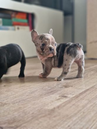 Unsere Welpen sind da und ab 13. Oktober zum Auszug