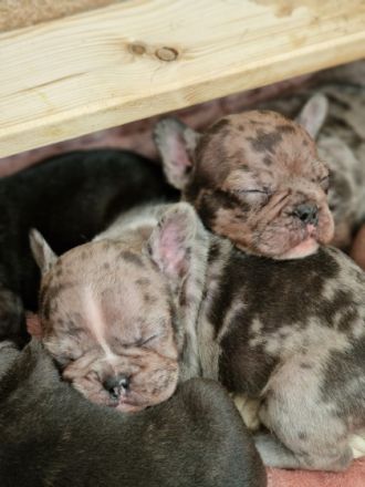Unsere Welpen sind da und ab 13. Oktober zum Auszug