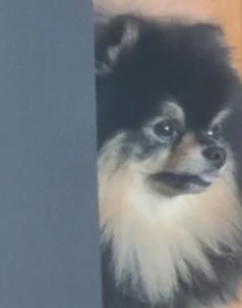 Mila, Mit diese Anzeige sucht eine kleine pomchi