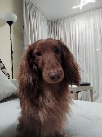 Langhaar Zwergdackel Deckrüde