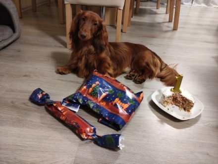 Langhaar Zwergdackel Deckrüde