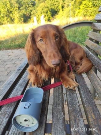 Langhaar Zwergdackel Deckrüde