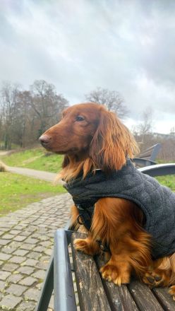 Langhaar Zwergdackel Deckrüde