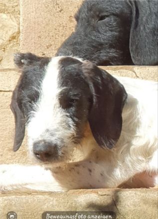 Ich kleiner liebenswürdiger Wurm, heisse Samuraya bin