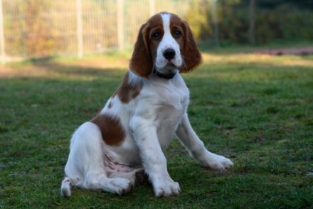 3 Monate alt, sehr schöne vielversprechende irish red