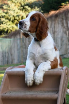 3 Monate alt, sehr schöne vielversprechende irish red