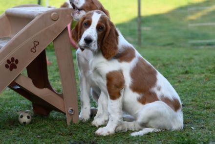3 Monate alt, sehr schöne vielversprechende irish red