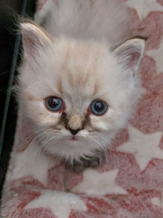 Hallo,unsere 4 Kitten suchen noch ein liebevolles und