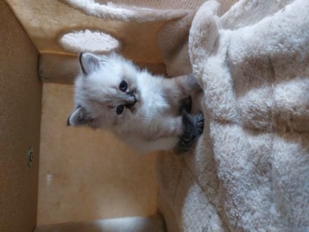 Hallo,unsere 4 Kitten suchen noch ein liebevolles und