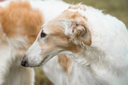 Barsoiwelpen sind im Herbst 2025 geplant