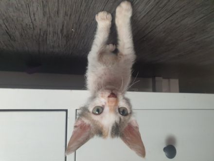 Noch 2 süsse kitten von 7 suchen ein neues zu hause 1