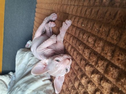 Noch 2 süsse kitten von 7 suchen ein neues zu hause 1