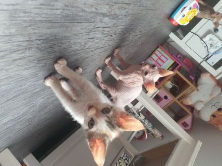 Noch 2 süsse kitten von 7 suchen ein neues zu hause 1