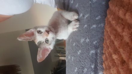 Noch 2 süsse kitten von 7 suchen ein neues zu hause 1