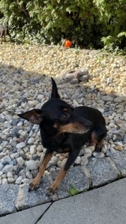 Welpen abzugeben Geimpft, entwurmt, EU-Heimtierausweis