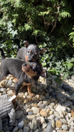 Welpen abzugeben Geimpft, entwurmt, EU-Heimtierausweis