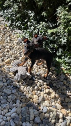 Welpen abzugeben Geimpft, entwurmt, EU-Heimtierausweis